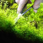 はさみを茂みの中に差し込むようにしてカット　パールグラスのトリミング